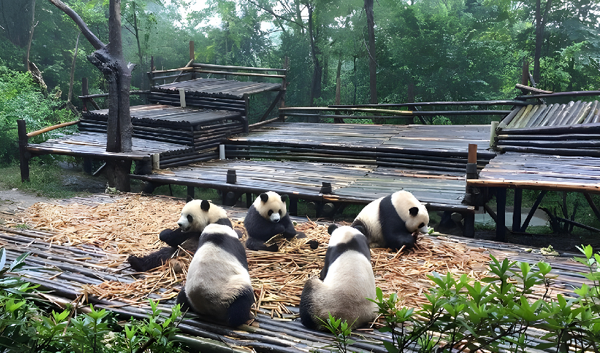 VIAJE CHINA  Y EL OSO PANDA  DESDE HERMOSILLO