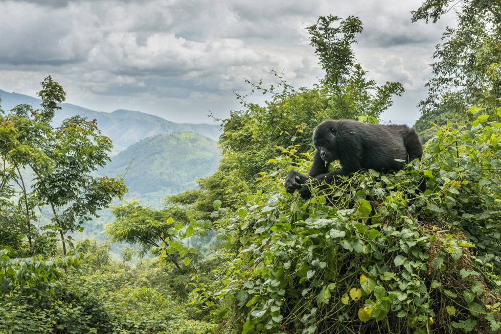 VIAJE GORILAS Y CHIMPANCÉS EN UGANDA  DESDE HERMOSILLO