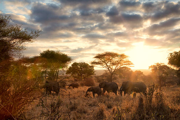 VIAJE TANZANIA INOLVIDABLE  DESDE HERMOSILLO