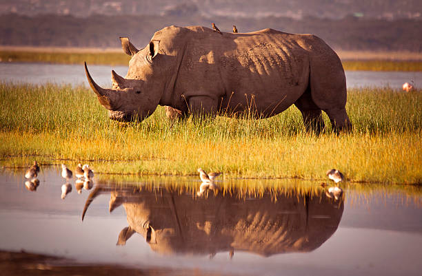 VIAJE DESCUBRIENDO SUDAFRICA (PILANESBERG) Y CATARATAS VICTORIA (ZIMBABWE) CON CHOBE  DESDE HERMOSILLO