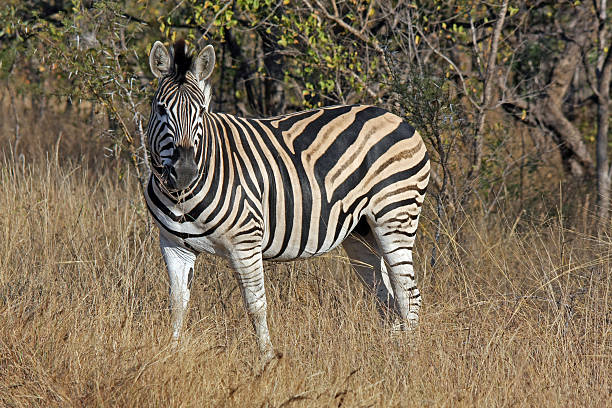 VIAJE DESCUBRIENDO SUDAFRICA Y CATARATAS VICTORIA (ZAMBIA) CON CHOBE  DESDE HERMOSILLO