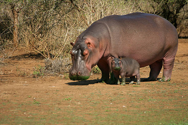 VIAJE DESCUBRIENDO SUDAFRICA Y CATARATAS VICTORIA (ZIMBABWE) CON CHOBE  DESDE HERMOSILLO