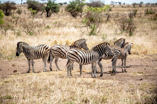 VIAJE SUDAFRICA EN RESERVA PRIVADA  DESDE HERMOSILLO