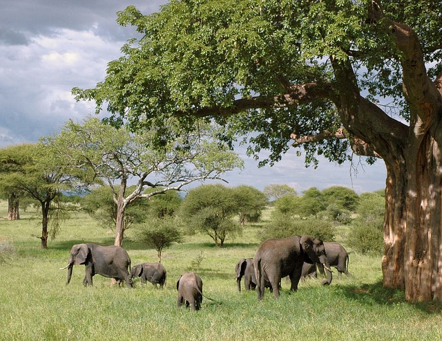 VIAJE SUDAFRICA EN RESERVA PRIVADA Y CATARATAS VICTORIA (ZAMBIA) CON CHOBE  DESDE HERMOSILLO