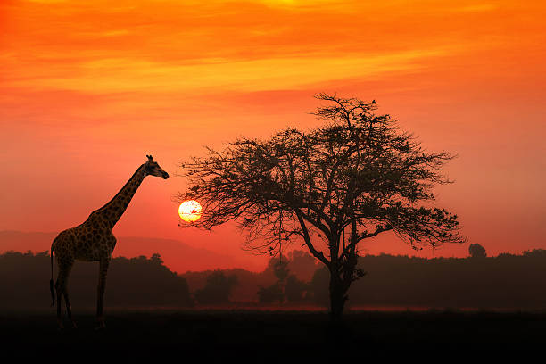 VIAJE LO MEJOR DE SUDAFRICA Y CATARATAS VICTORIA (ZIMBABWE) CON CHOBE  DESDE HERMOSILLO