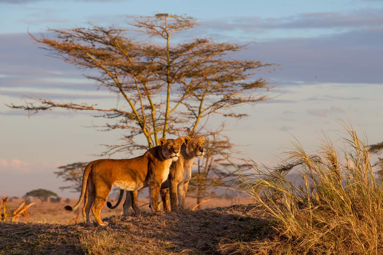 VIAJE PARQUE DE KENYA Y TANZANIA  DESDE HERMOSILLO