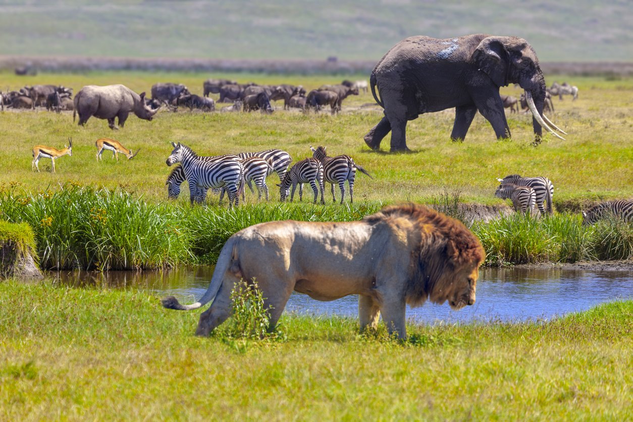 VIAJE GRAN SAFARI DESDE KENYA A TANZANIA  DESDE HERMOSILLO